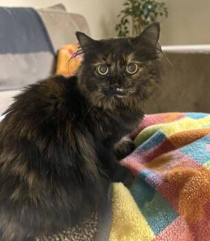 Domestic Medium Hair Cats Available for Adoption in Elyria, Ohio - Bear  | PetCurious