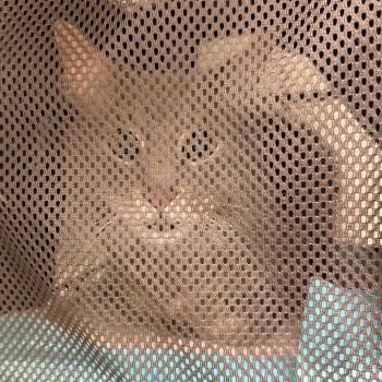 Tuesday -  Domestic Long Hair Cat for Adoption in Philadelphia, Pennsylvania - Tuesday | PetCurious