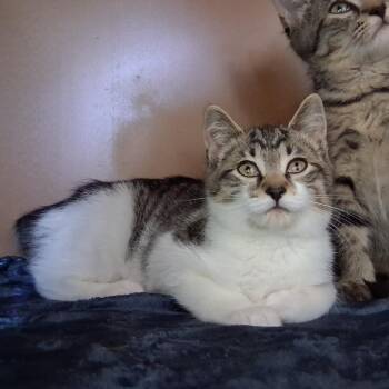 Hennifer Aniston -  Domestic Short Hair and American Bobtail Cat for Adoption in Middlebury, Vermont - Hennifer Aniston | PetCurious