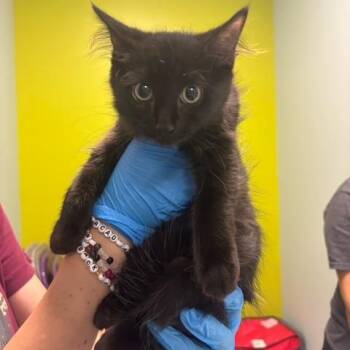 Khloe -  Domestic Medium Hair Cat for Adoption in Mooresville, North Carolina - Khloe | PetCurious