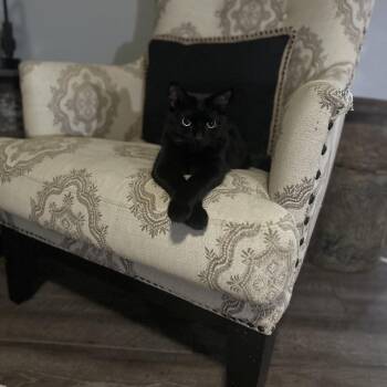 Waverly -  Domestic Short Hair Cat for Adoption in Greenfield, Indiana - Waverly | PetCurious