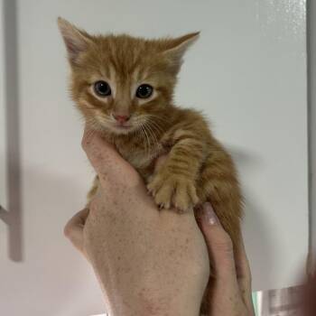 Domestic Short Hair Cats Available for Adoption in Cabot, Arkansas - Sir Loin | PetCurious
