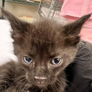 Domestic Short Hair Cats Available for Adoption in Las Cruces, New Mexico - Lara | PetCurious
