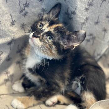 Nico Robin -  Domestic Short Hair Cat for Adoption in Matteson, Illinois - Nico Robin | PetCurious