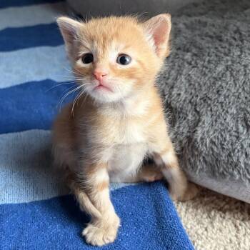 Jackfruit -  Domestic Short Hair Cat for Adoption in Mt. Juliet, Tennessee - Jackfruit | PetCurious