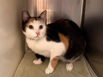 FRECKLE -  Domestic Short Hair Cat for Adoption in Colorado Springs, Colorado - FRECKLE | PetCurious