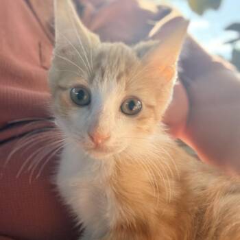 Fireball 26-05-175 -  Domestic Medium Hair Cat for Adoption in Bastrop, Texas - Fireball 26-05-175 | PetCurious