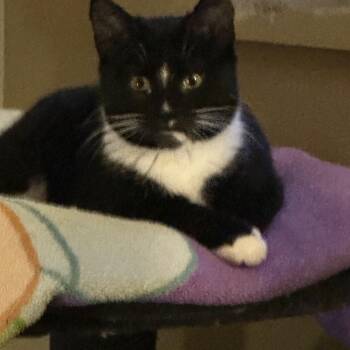 Tabby Cats Available for Adoption - Tito | PetCurious