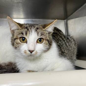 Dolly -  Domestic Short Hair Cat for Adoption in Roanoke, Virginia - Dolly | PetCurious