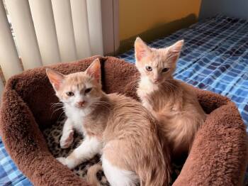 Crimson & Orange Clover -  Domestic Short Hair Cat for Adoption in Mokena, Illinois - Crimson & Orange Clover | PetCurious