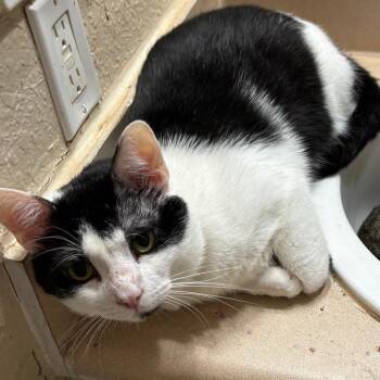 Sylvester -  Domestic Short Hair Cat for Adoption in Jupiter, Florida - Sylvester | PetCurious
