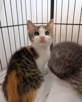 Birdie -  Domestic Short Hair Cat for Adoption in Novato, California - Birdie | PetCurious