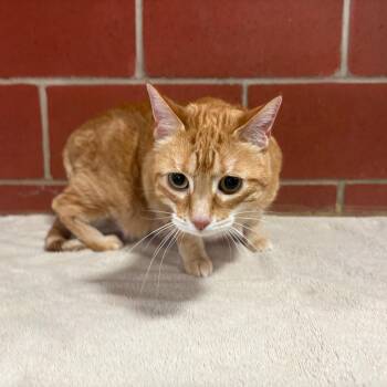 Charlie -  Domestic Short Hair and Mixed Breed Cat for Adoption in Cabot, Arkansas - Charlie | PetCurious