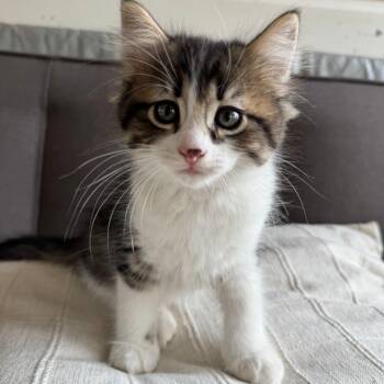 Rescue Domestic Long Hair Cats for Adoption in Lander, Wyoming - Henry VIII | PetCurious