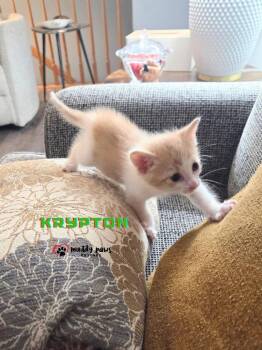 Elemental Litter:  Krypton -  Domestic Short Hair Cat for Adoption in Council Bluffs, Iowa - Elemental Litter:  Krypton | PetCurious