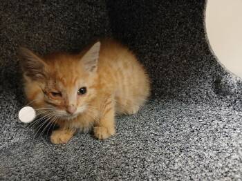 Rolex -  Domestic Short Hair Cat for Adoption in Greenfield, Indiana - Rolex | PetCurious