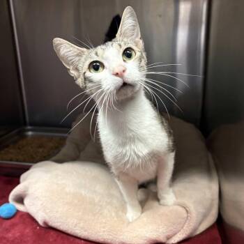 Odessa -  Domestic Short Hair Cat for Adoption in Beaumont, Texas - Odessa | PetCurious