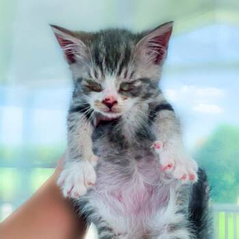 Ladle -  Domestic Short Hair Cat for Adoption in Chapel Hill, North Carolina - Ladle | PetCurious