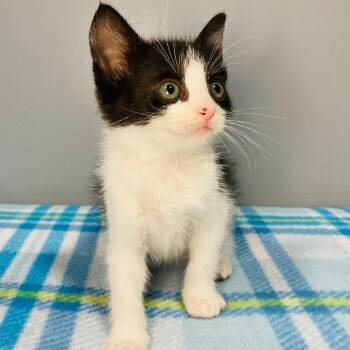 Sage -  Domestic Short Hair Cat for Adoption in Cabot, Arkansas - Sage | PetCurious