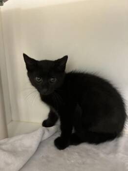 *Pawuigi* -  Domestic Short Hair Cat for Adoption in Salt Lake City, Utah - *Pawuigi* | PetCurious