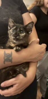 Rescue Tortoiseshell Cats for Adoption in Camden, South Carolina - Princess Petty Pants (Available For Pre-adoption) | PetCurious