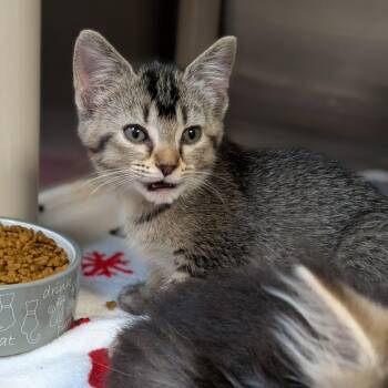 Domestic Short Hair Cats Available for Adoption in Milan, Illinois - Cotton | PetCurious