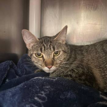 Minerva -  Domestic Short Hair Cat for Adoption in Murray, Utah - Minerva | PetCurious