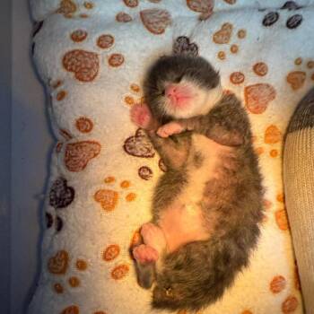 Opossum Bowers -  Domestic Short Hair Cat Available for Adoption in Woodstock, Virginia - Opossum Bowers | PetCurious