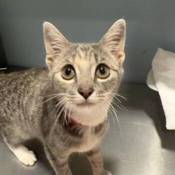 Penelope -  Domestic Short Hair Cat for Adoption in Chattanooga, Tennessee - Penelope | PetCurious