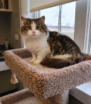 Domestic Long Hair Cats Available for Adoption - Sarafena | PetCurious