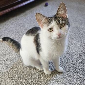Domestic Short Hair Cats Available for Adoption in Richmond, Virginia - Marie  | PetCurious