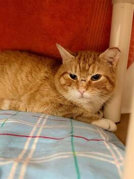 Domestic Short Hair Cats Available for Adoption in Boston, Massachusetts - THEODORE | PetCurious