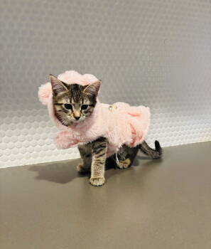 Rescue Domestic Short Hair Cats for Adoption in Fairview Beach, Virginia - Pepper | PetCurious