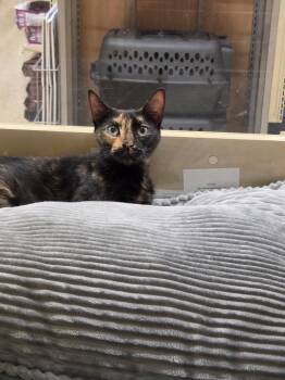 Chili -  Domestic Short Hair Cat for Adoption in Town 