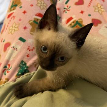 Oliver -  Siamese Cat for Adoption in Ridgefield, Connecticut - Oliver | PetCurious