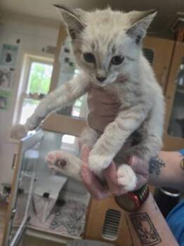 Siamese and Domestic Short Hair Cats Available for Adoption in Savannah, Georgia - Asparagus | PetCurious
