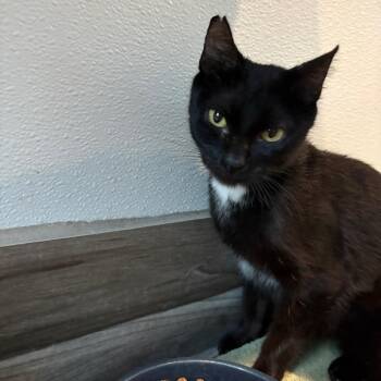 Emmy -  Domestic Short Hair Cat for Adoption in West Des Moines, Iowa - Emmy | PetCurious
