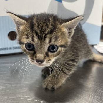 Domestic Short Hair Cats Available for Adoption in Tampa, Florida - Destiny | PetCurious