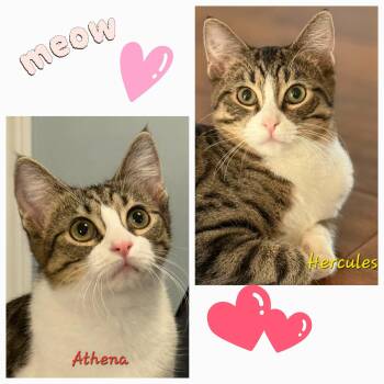 Rescue Domestic Short Hair Cats for Adoption in Vine Grove, Kentucky - Hercules & Athena | PetCurious
