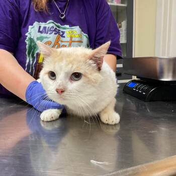 Domestic Short Hair Cats Available for Adoption - Snowdrop | PetCurious