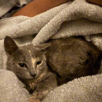 Starshine -  Domestic Short Hair Cat for Adoption in Ringtown, Pennsylvania - Starshine | PetCurious