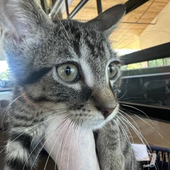 Basket Flower -  Domestic Long Hair Cat for Adoption in Leander, Texas - Basket Flower | PetCurious