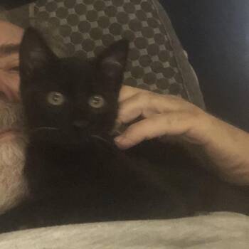 Wolverine -  Domestic Short Hair Cat for Adoption in Vallejo, California - Wolverine | PetCurious