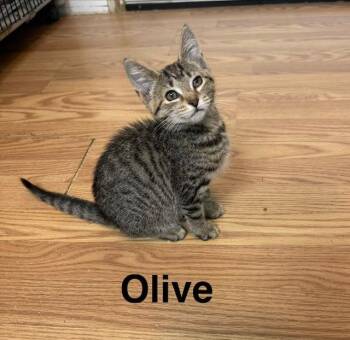Olive -  Domestic Short Hair Cat for Adoption in Millerstown, Pennsylvania - Olive | PetCurious