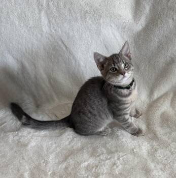 Pecan Pie -  Domestic Short Hair Cat for Adoption in Davis, California - Pecan Pie | PetCurious