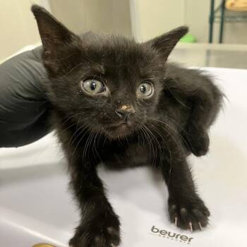 Quest -  Domestic Short Hair Cat for Adoption in Las Cruces, New Mexico - Quest | PetCurious