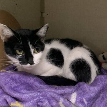 Domestic Short Hair Cats Available for Adoption in Monroe, Michigan - Mocha | PetCurious