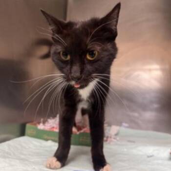 Domestic Short Hair Cats Available for Adoption - Diamond | PetCurious