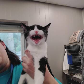 Hermes -  Domestic Short Hair Cat for Adoption - Hermes | PetCurious