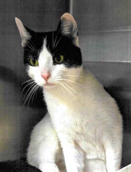 Andre (TAS) -  Domestic Short Hair Cat for Adoption in Trenton, New Jersey - Andre (TAS) | PetCurious
